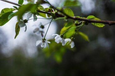 Fleur de Bach « Aigremoine. »