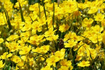 Fleur de Bach  » Folle avoine ».