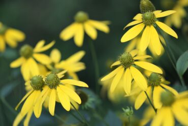 Fleur de Bach  » Ajonc »