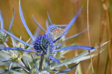 Fleur de Bach « Hysope ».
