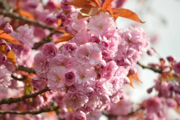 Fleur de Bach  » Noyer. »