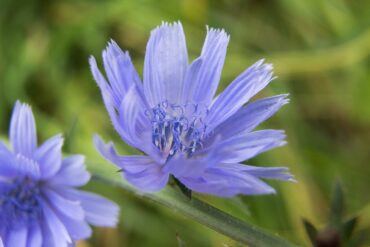 Fleur de Bach » Etoile de Bethleem »