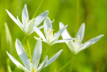 Fleur de Bach  » Folle avoine ».