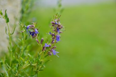 Fleur de Bach « Lavande. »