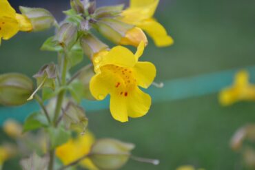 Fleur de Bach  » Noyer. »