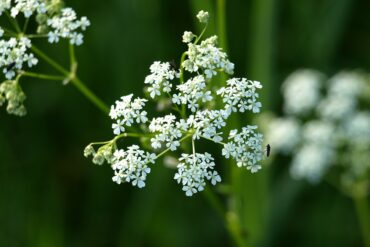 Fleur de Bach « Olivier »